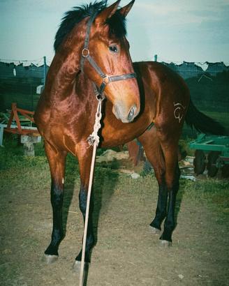 Puledro cavallo spagnolo