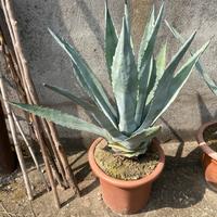 Agave verde