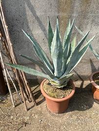 Agave verde