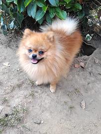spitz piccolo da borsetta 