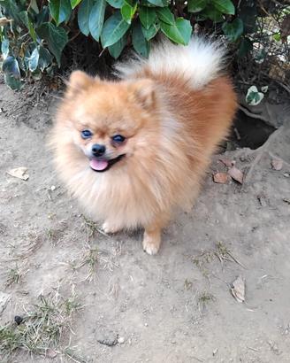 spitz piccolo da borsetta 