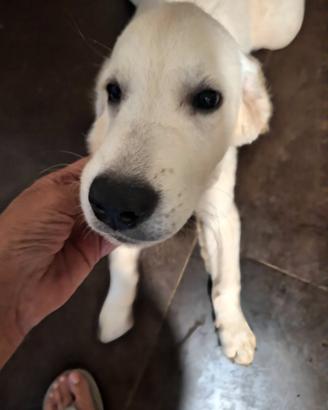 Cuccioli di labrador retiver