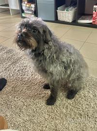 Dolce cagnolino meticcio