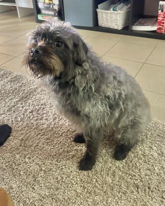 Dolce cagnolino meticcio