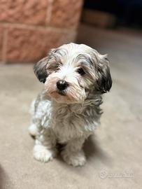 Mix maltese