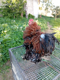 Coppia cocincina nana