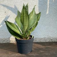 pianta grassa