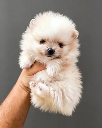 Volpini di Pomerania/ Spitz nano pedigree ENCI