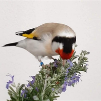 Cardellino mayor