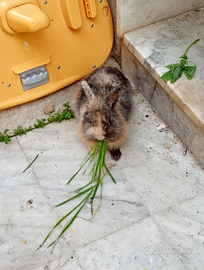 Coniglia testa di keone