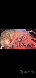 Cucciolate in arrivo di Labrador miele
