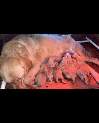 Cucciolate in arrivo di Labrador miele