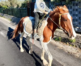 Cavallo