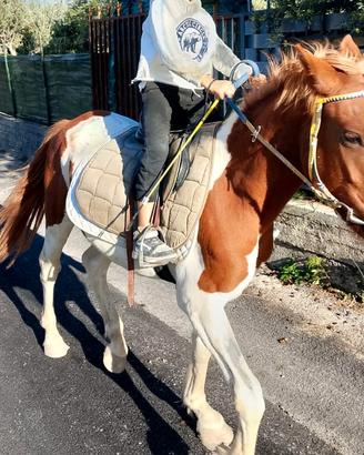 Cavallo