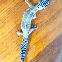 Geco leopardino 2 esemplari