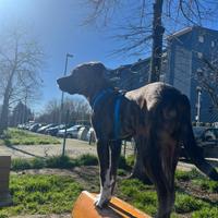 Cucciolotto in adozione