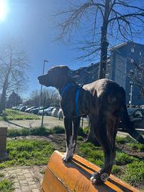 Cucciolotto in adozione