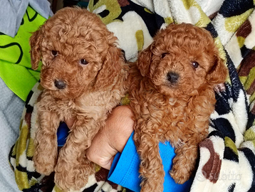 Barboncini rossi e albicocca nani e toy