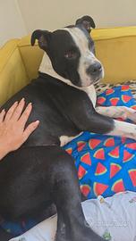 disponibile per accoppiamento 