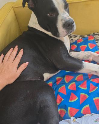 disponibile per accoppiamento 