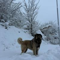 Pastore Caucas per monta