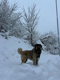 Pastore Caucas per monta