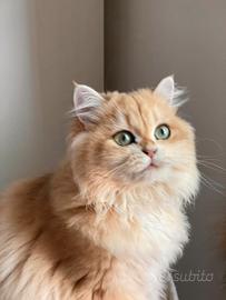 British longhair - Animali In vendita a Firenze