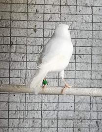 Canarini Selezione 2025