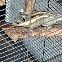 Scoiattolo Java più gabbia