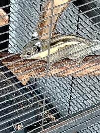 Scoiattolo Java più gabbia