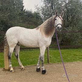 Cavallo spagnolo