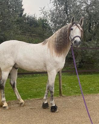 Cavallo spagnolo