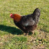 Galletto marans