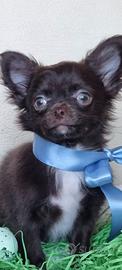 Chihuahua maschietto di piccola taglia