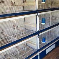 Batteria gabbie ititalgabbie  da 120 sistema carta