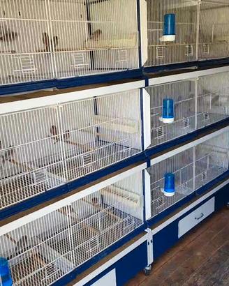 Batteria gabbie ititalbbie  da 120 sistema carta