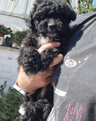 Barboncino Jack russell