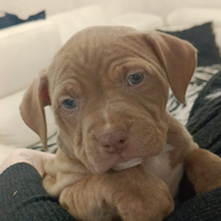 Ultima cucciola american Pitbull terrier