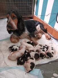 Cuccioli cocker spaniel inglese