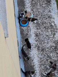 Gatti. Pocolini per adotare
