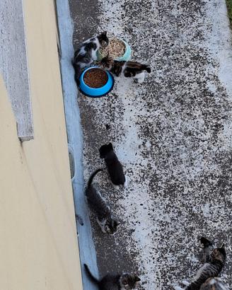 Gatti. Pocolini per adotare