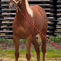 Puledro anglo arabo