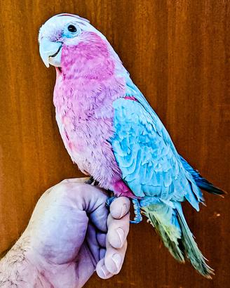 Pappagallo cacatua ROSEICAPILLA allevato a mano