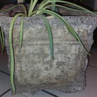Vaso in cemento 