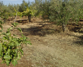 Terreno con Ulivi a Montelibretti