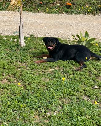 Rottweiler