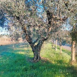 Alberi di Ulivo 