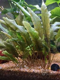 pianta acquario Cryptocoryne