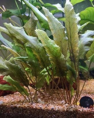 pianta acquario Cryptocoryne
