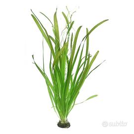 Vallisneria Gigantea